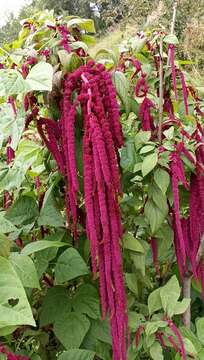 Image of love-lies-bleeding