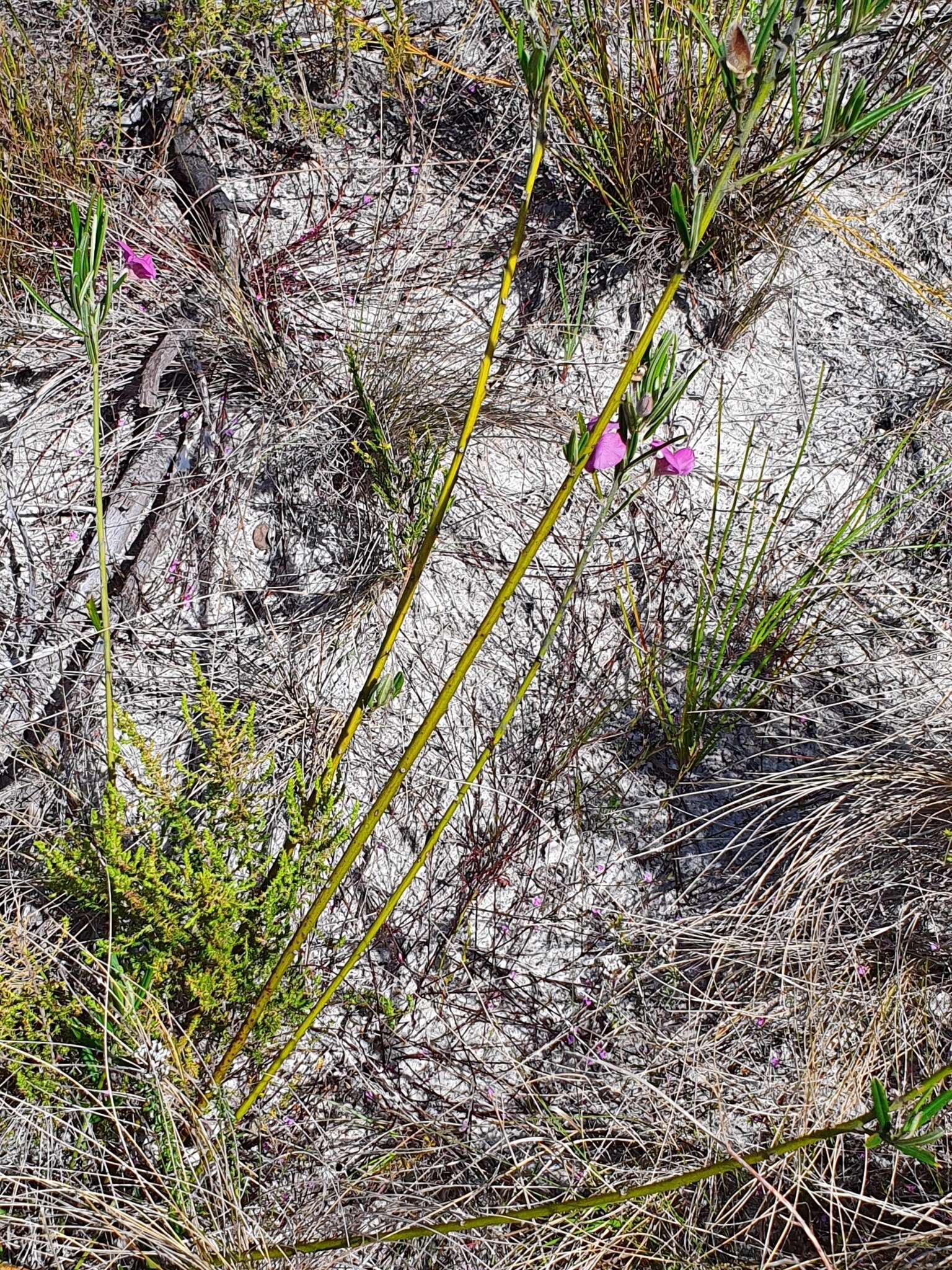 Imagem de <i>Podalyria oleifolia</i>