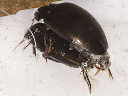 Image of Agabus (Gaurodytes) bipustulatus (Linnaeus 1767)