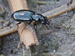 Image of Bembidion (Trepanedoris) doris (Panzer 1796)