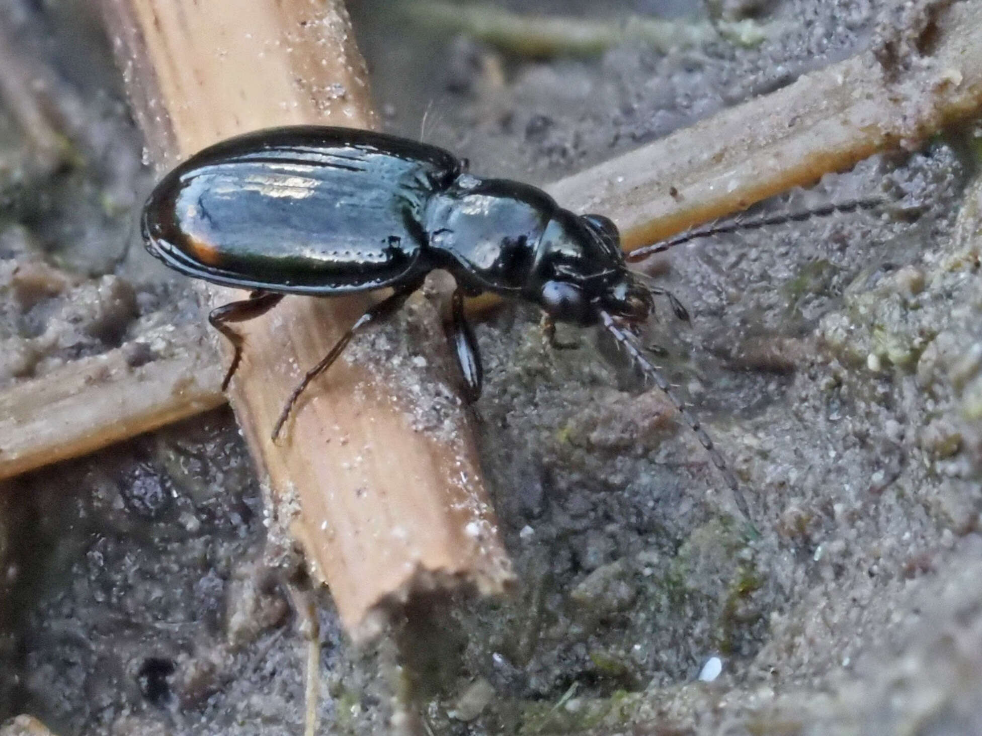 Bembidion (Trepanedoris) doris (Panzer 1796)的圖片