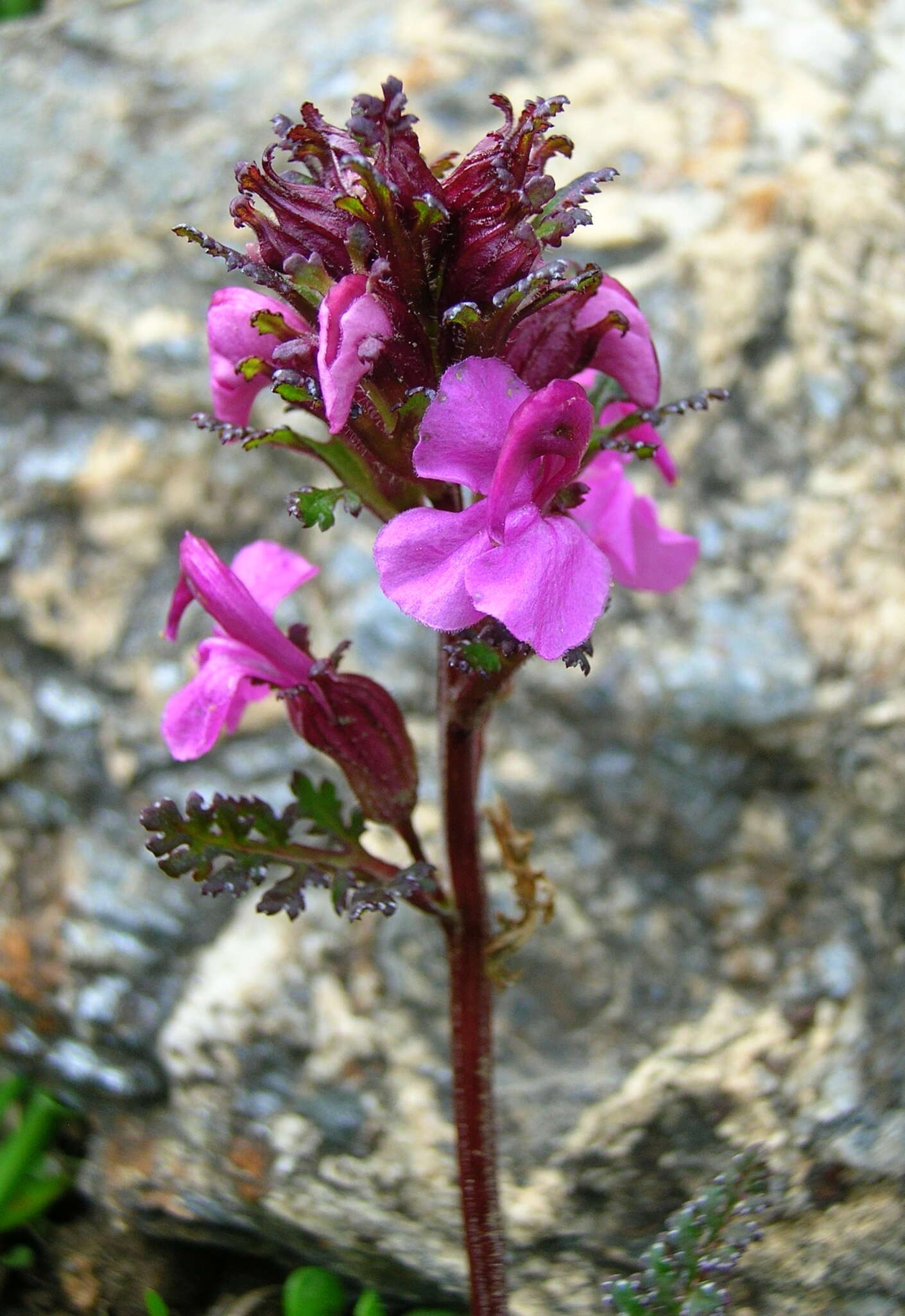 Image of beaked lousewort