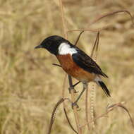 Image of Saxicola torquatus stonei Bowen 1931