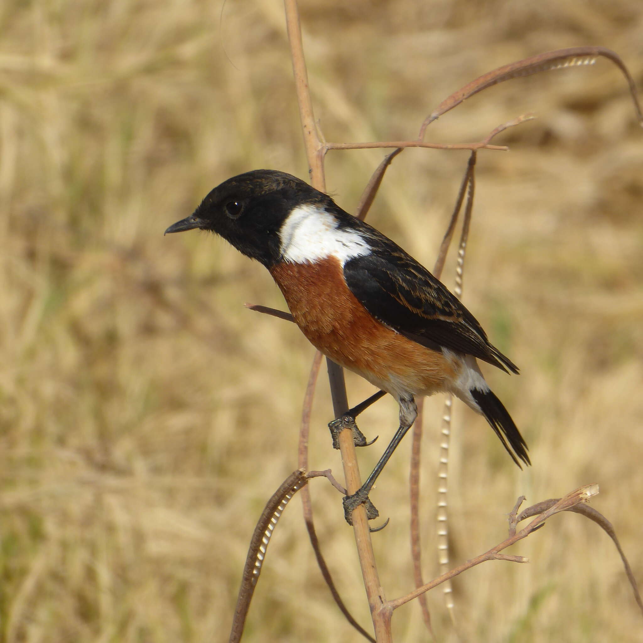 صورة Saxicola torquatus stonei Bowen 1931