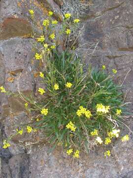 Image of Standley's draba