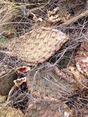 Image of Grassland Pricklypear