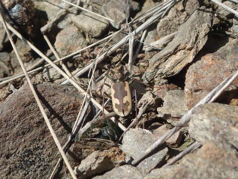 Image of Neocicindela latecincta (White 1846)