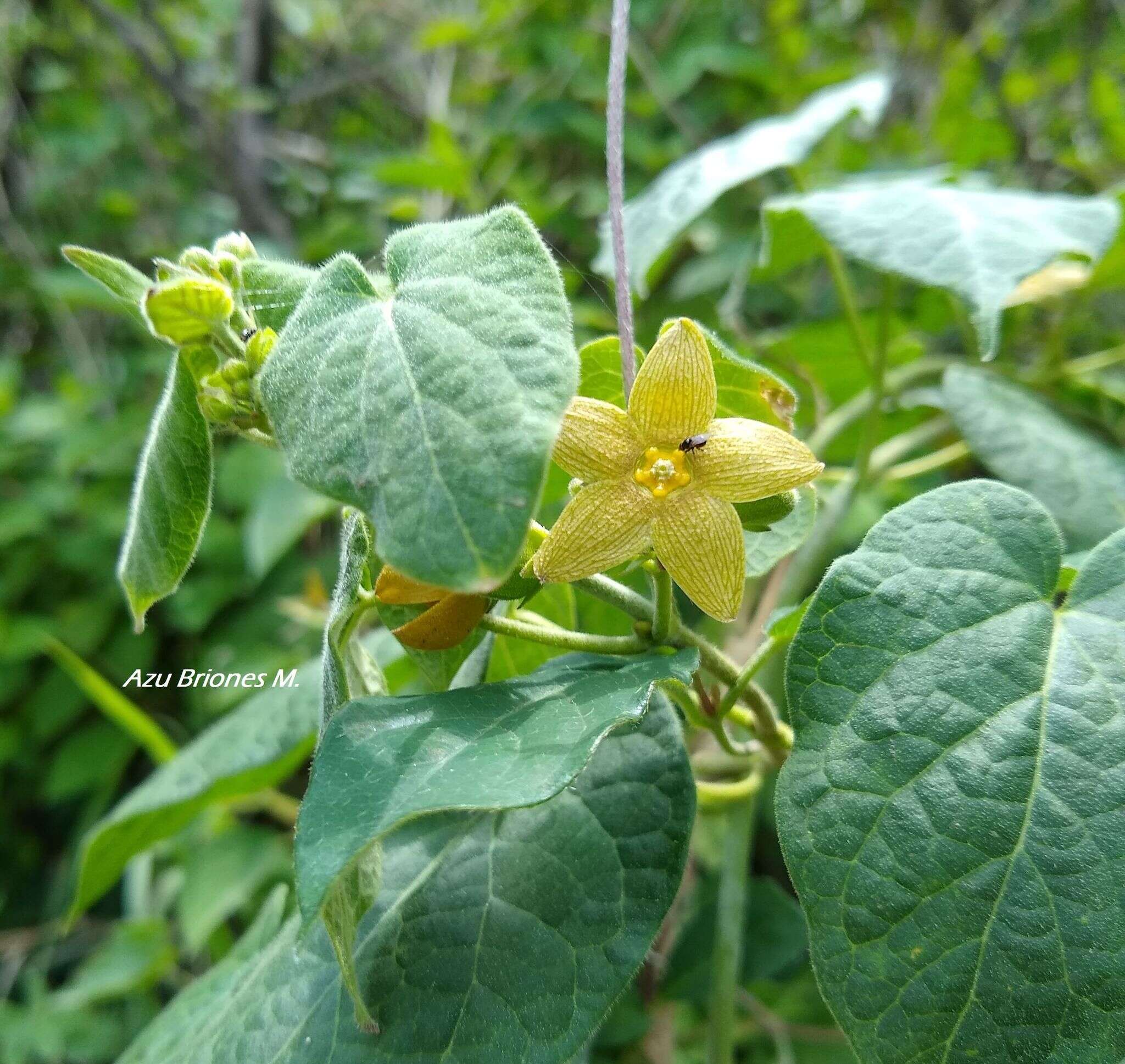 Image de Matelea crenata (Vail) R. E. Woodson