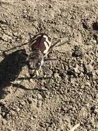 Image of Blowout tiger beetle