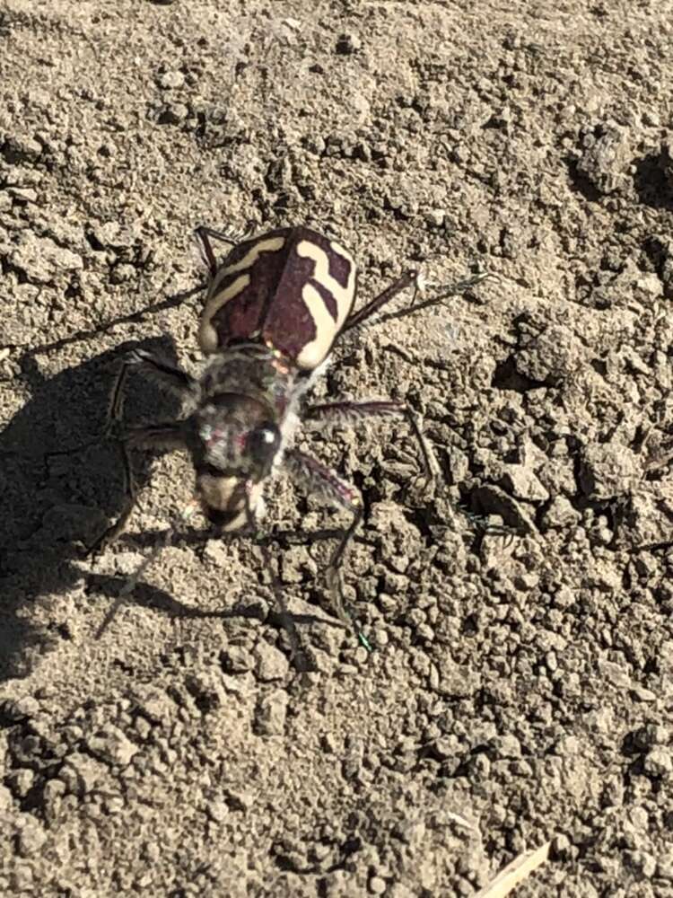 Image of Blowout tiger beetle