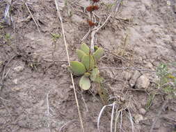 Image of Redleaf crassula