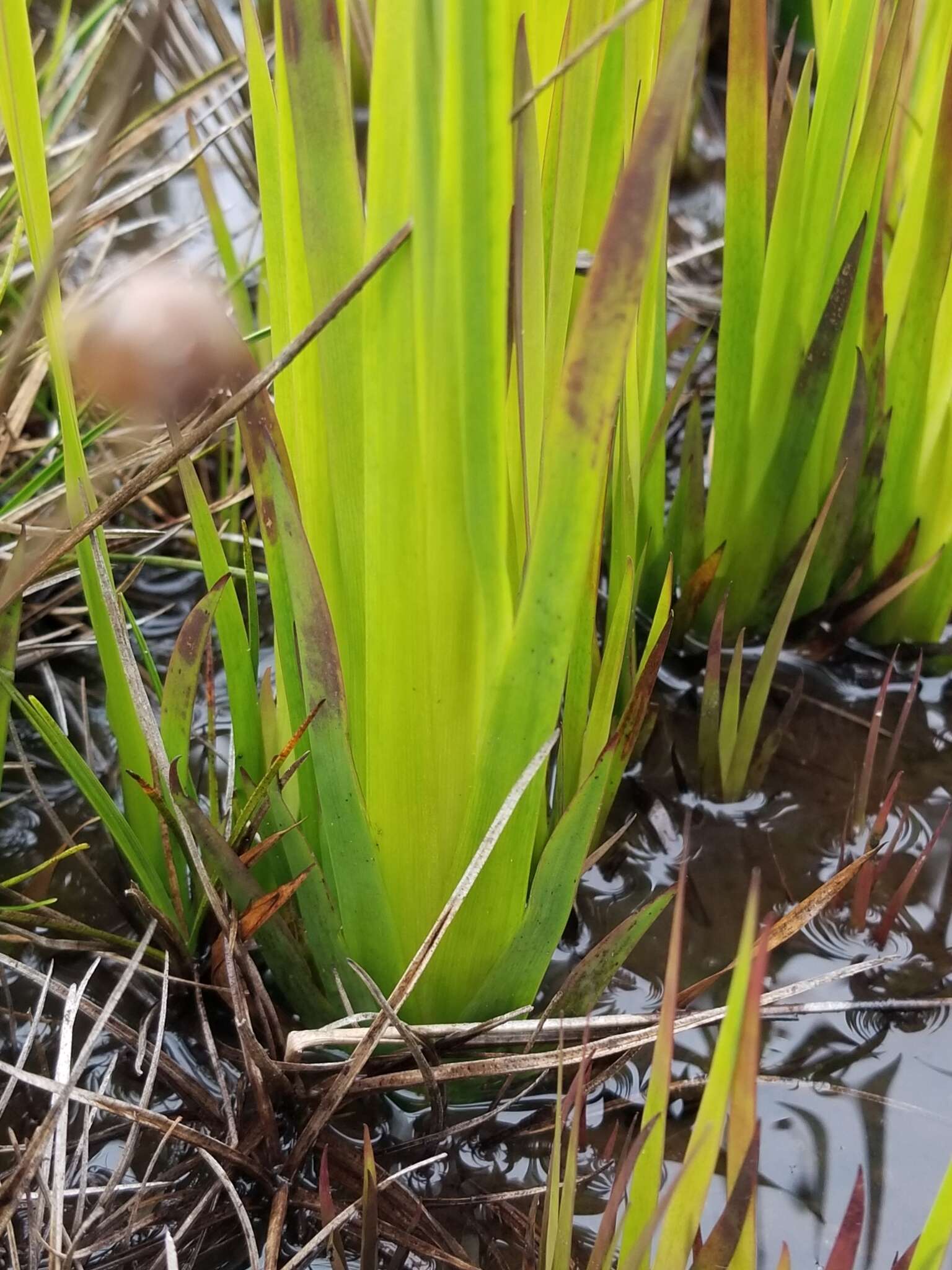 Image of Hawai'i yelloweyed grass