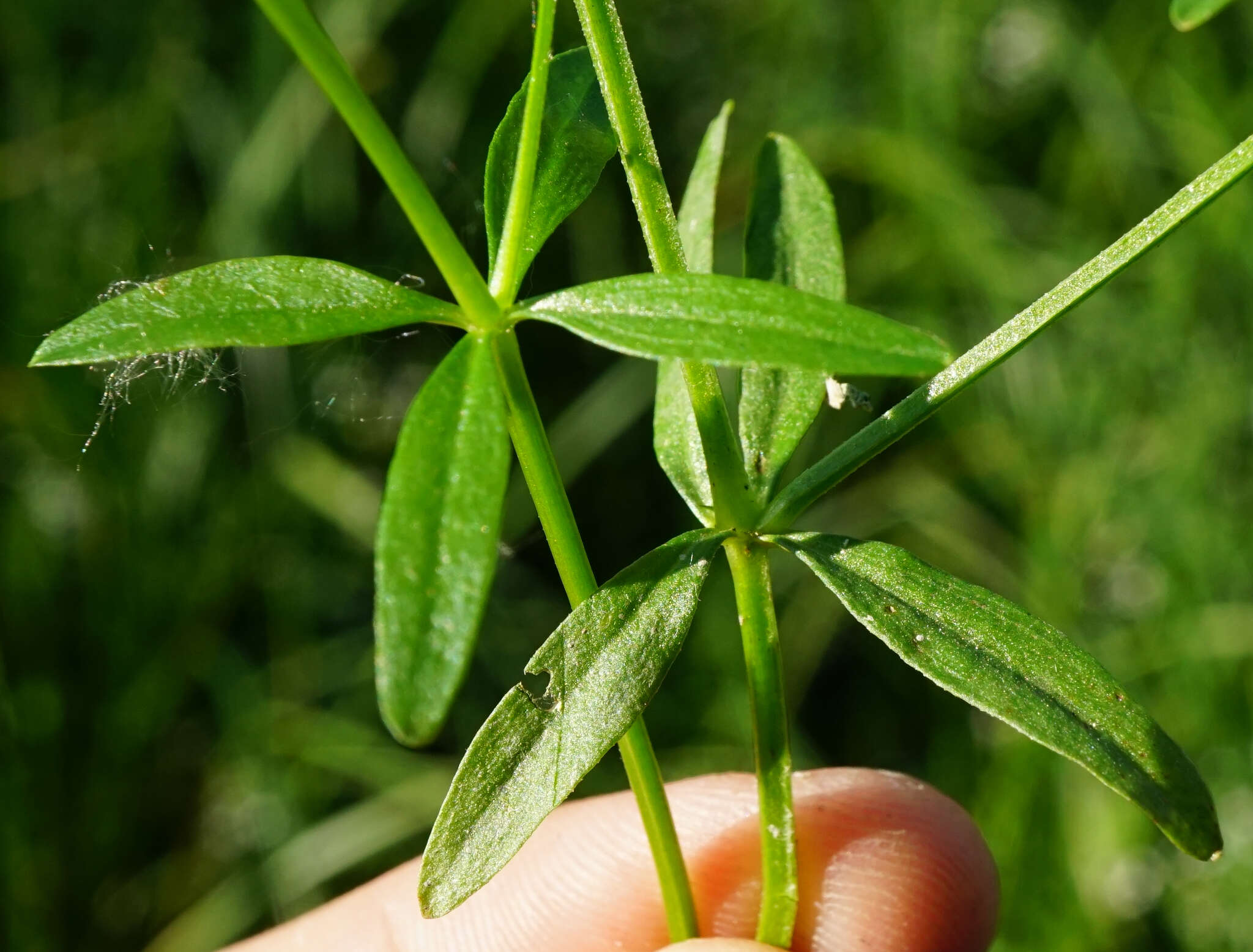 Plancia ëd Galium elongatum C. Presl