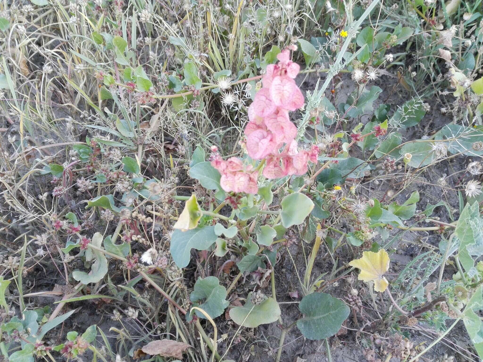 Rumex vesicarius L. resmi