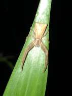 Слика од Sidymella longipes (L. Koch 1874)