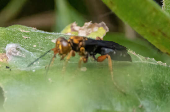 Image of Golden cricket wasp