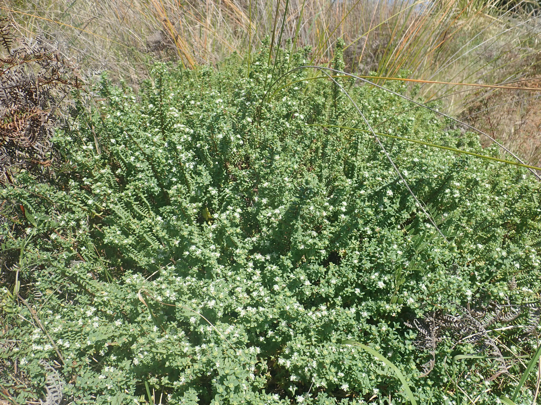 Image of Pimelea orthia subsp. protea C. J. Burrows & Thorsen