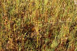 Image of Drosera stricticaulis (Diels) O. H. Sargent