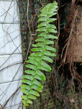 Image de Nephrolepis copelandii W. H. Wagner