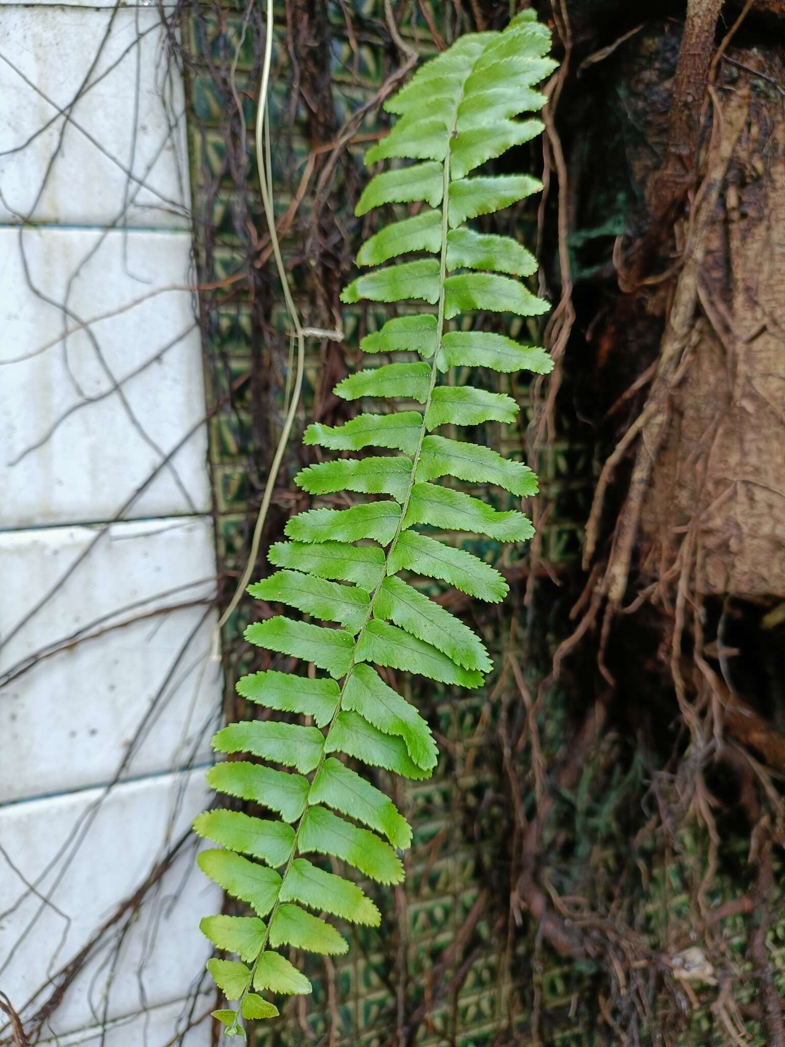 Imagem de Nephrolepis copelandii W. H. Wagner