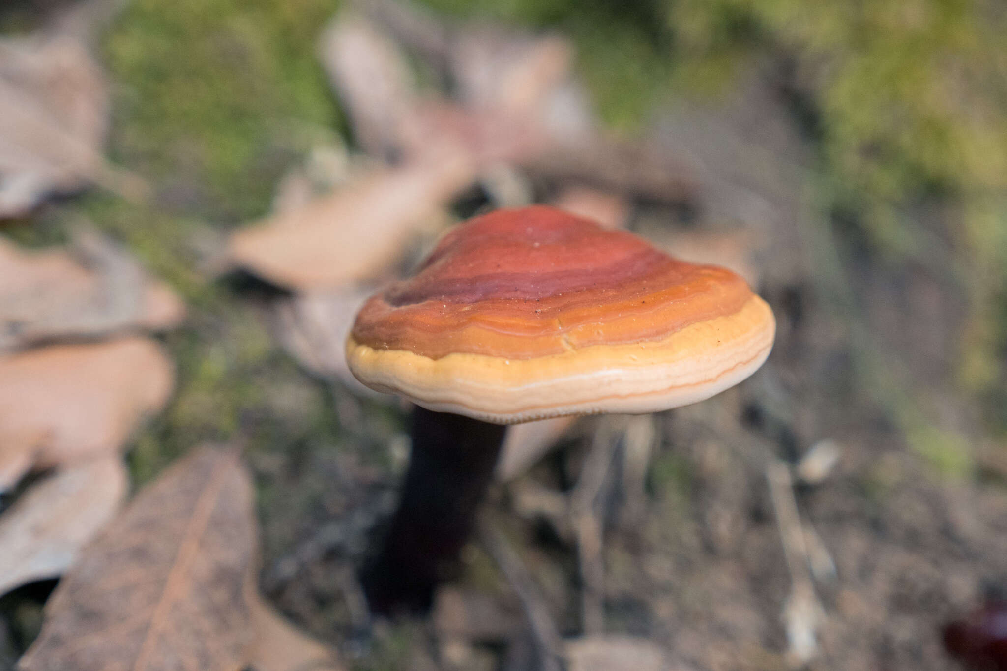 Image of lingzhi mushroom