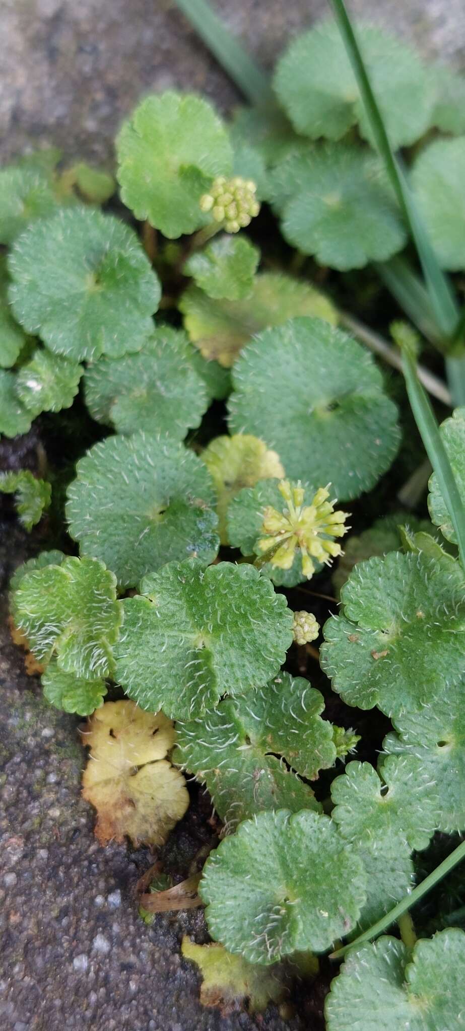 Image de Hydrocotyle bonplandii A. Rich.