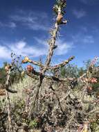 Image of Cylindropuntia × antoniae