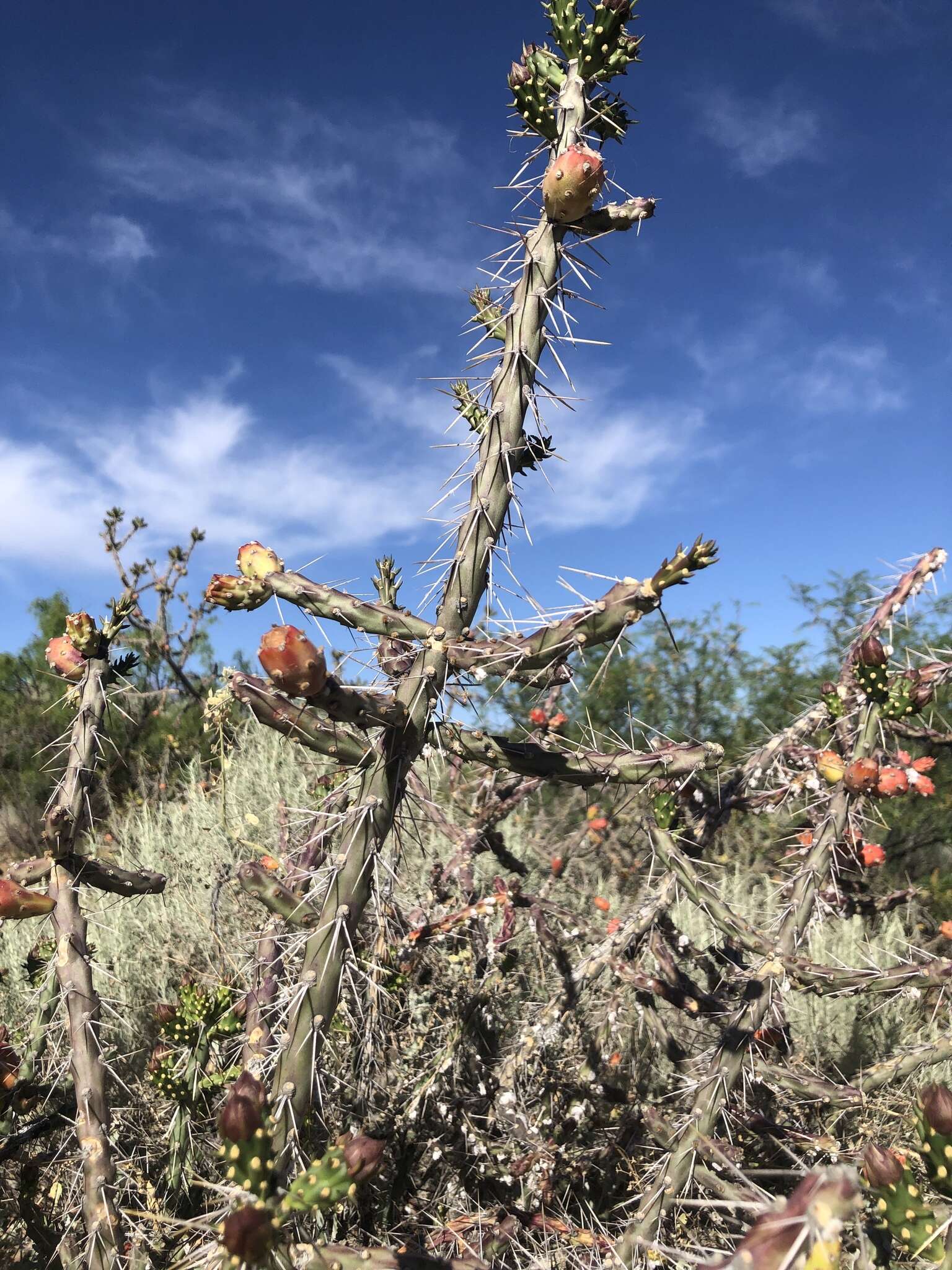 Image of Cylindropuntia × antoniae