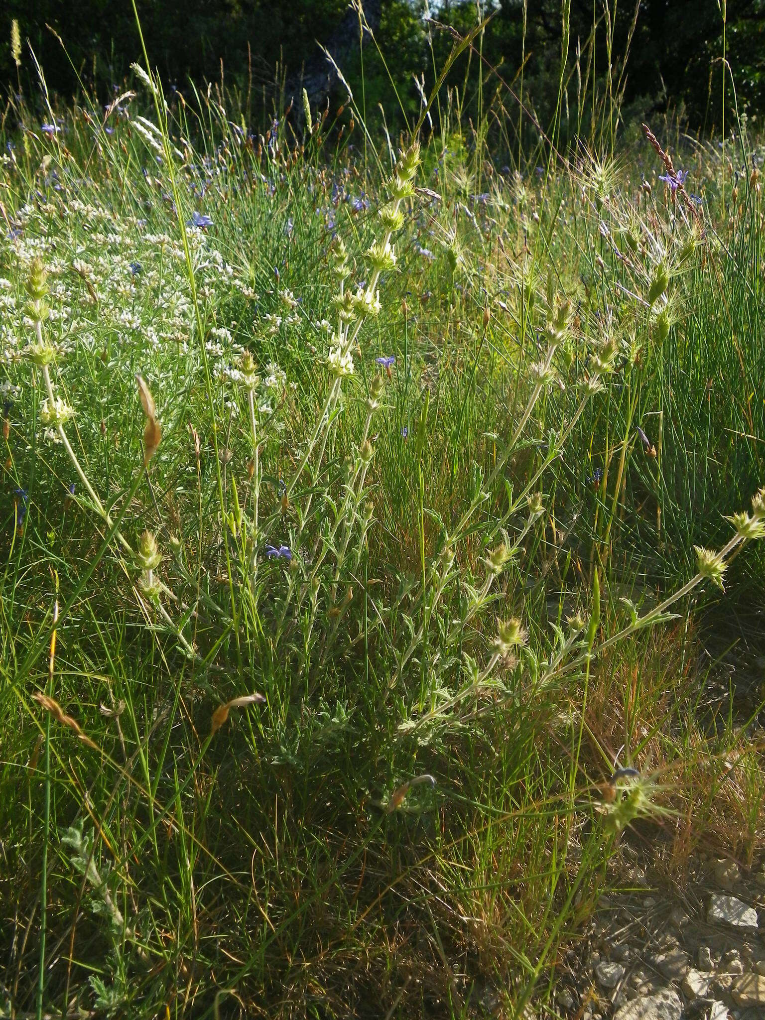 Image de Sideritis fruticulosa Pourr.