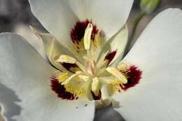 Image of Dunn's mariposa lily