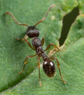 Image of Myrmica punctiventris Roger 1863