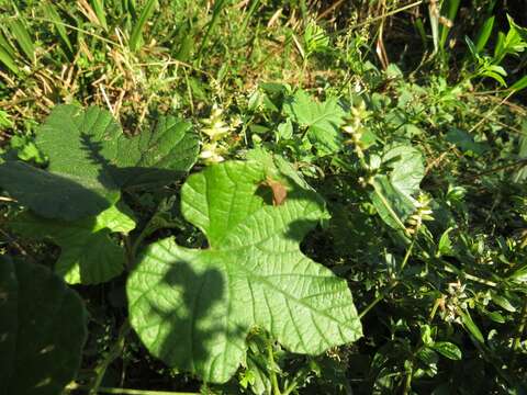 Слика од Ipomoea ficifolia Lindl.