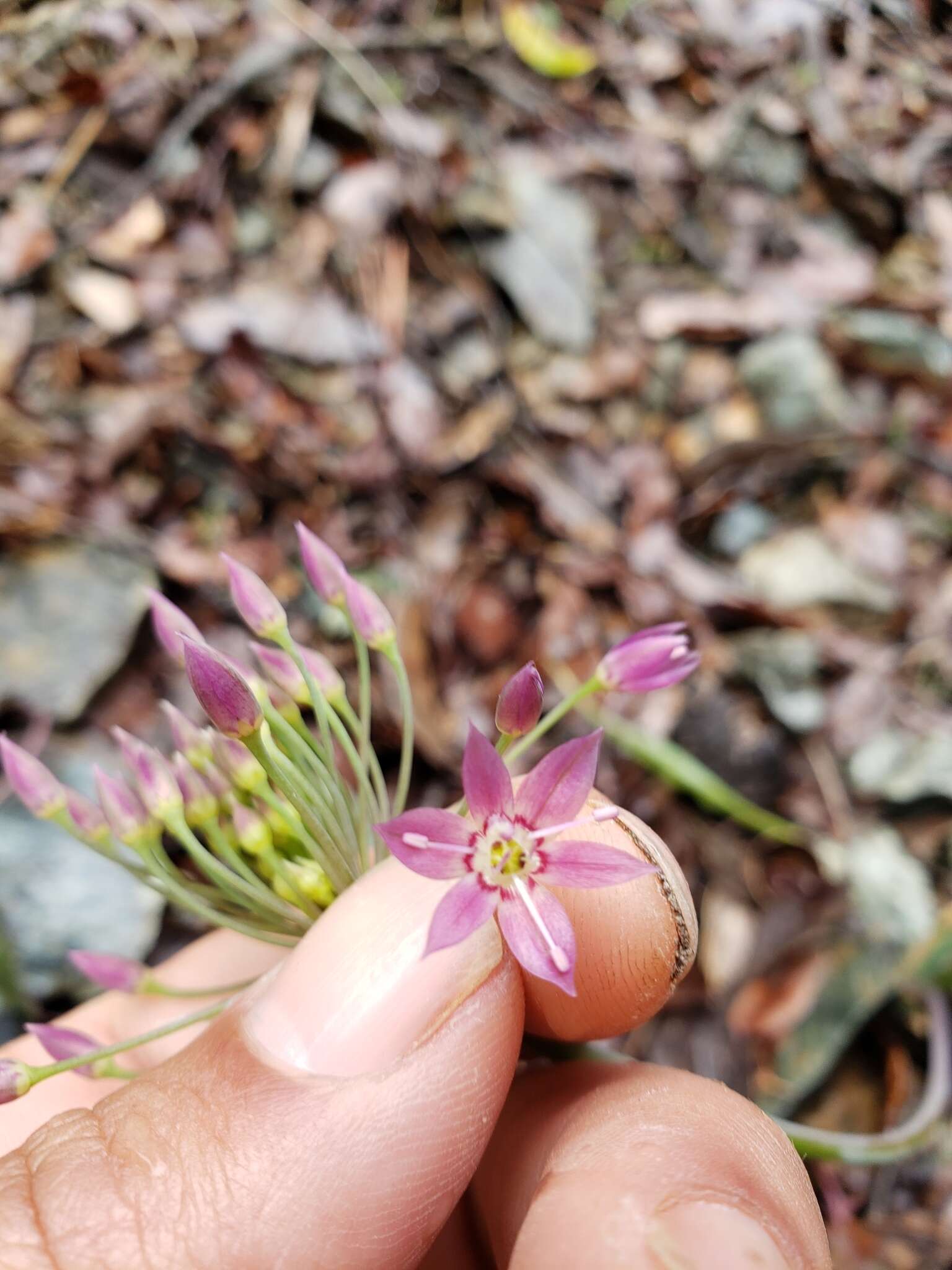 Image of dusky onion