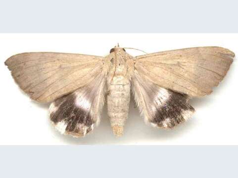 Image of Achaea argilla Swinhoe 1901