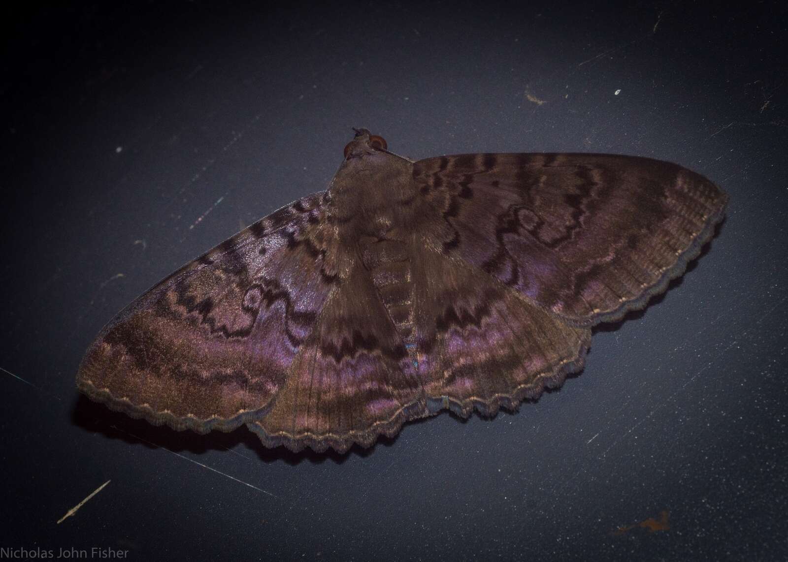 Image of Plain cloak moth