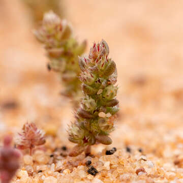 Crassula colorata (Nees) Ostenf. resmi