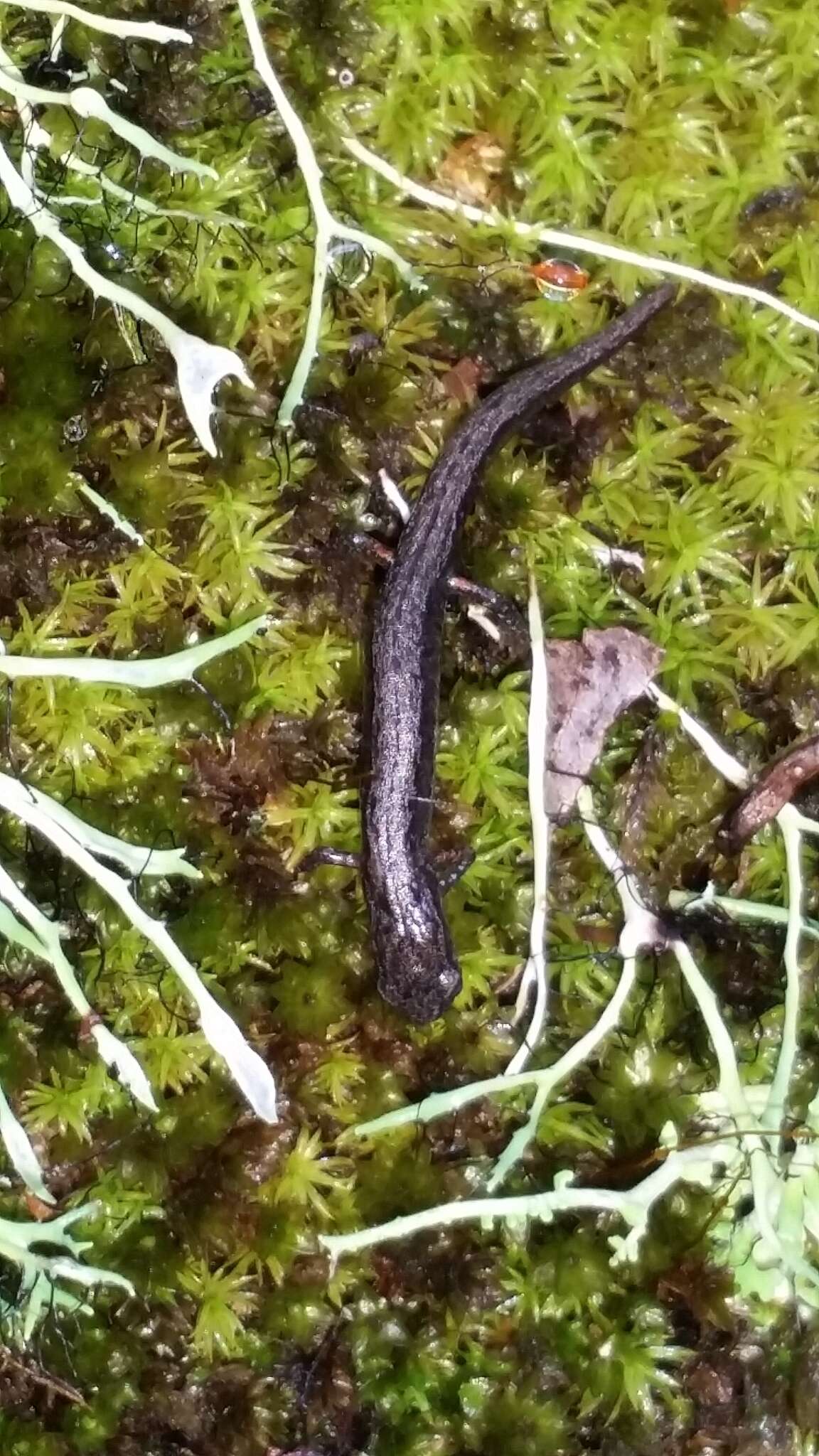 Image of Terrestrial splayfoot salamander