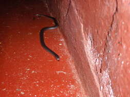 Image of Black Centipede Eater