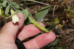 Image of Cyprus-vetch