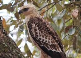 Nisaetus nipalensis Hodgson 1836 resmi