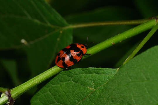 Image of Ogdoecosta fasciata (Boheman 1856)