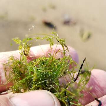 Image of Clustered Stonewort