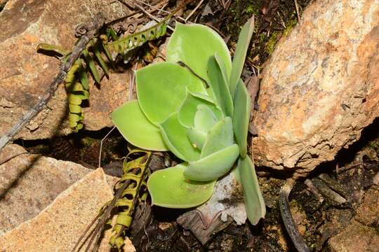 Image of Echeveria megacalyx Walther