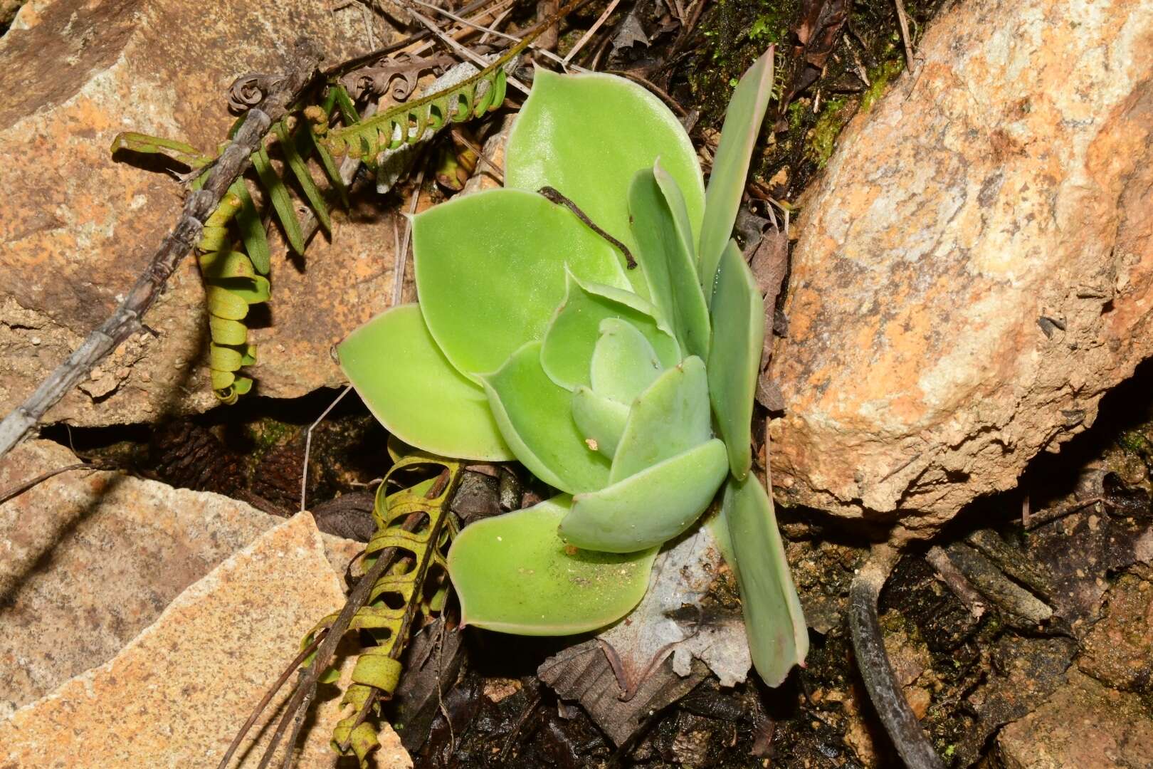 Echeveria megacalyx Walther的圖片