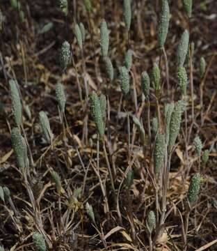 Image of Phleum arenarium L.