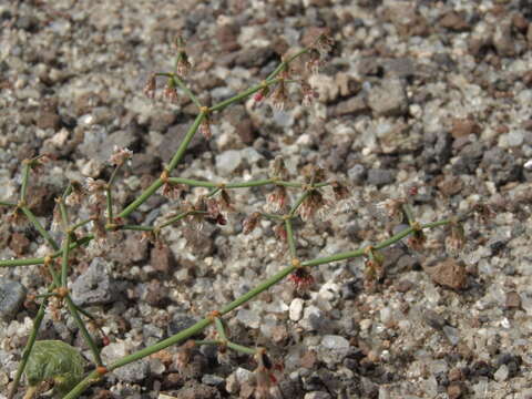 Image de Eriogonum deflexum var. nevadense Reveal