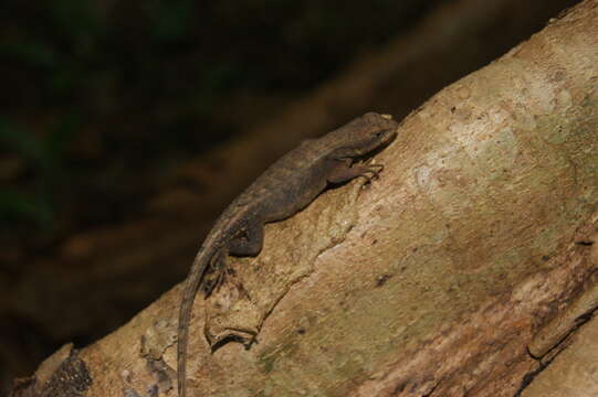 Image of Dwarf Spiny Lizard