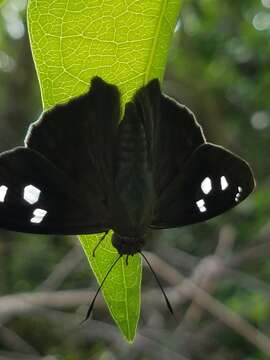 Image of Hammock Skipper