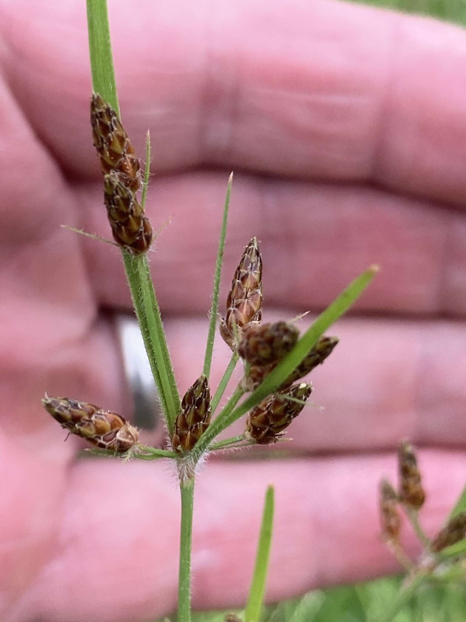 Sivun Fimbristylis dichotoma subsp. podocarpa (Nees) T. Koyama kuva