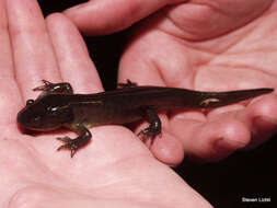 Image of Eastern Tiger Salamander